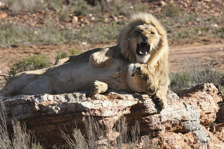 Experience the thrill of a safari as you witness majestic lions in their natural habitat adding an unforgettable highlight to your Cape Town adventure while exploring the wild wonders of Africa.
